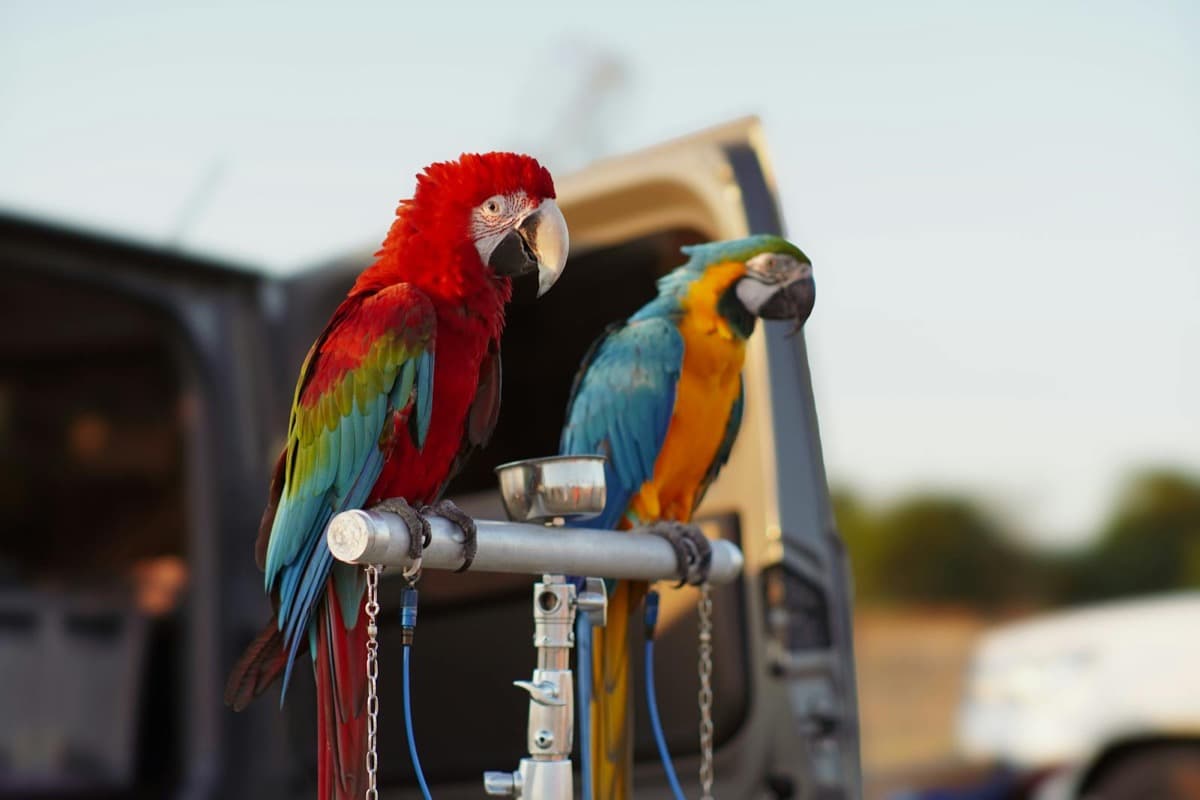 A scarlet macaw and a blue-and-gold macaw perched side by side (16:9)
