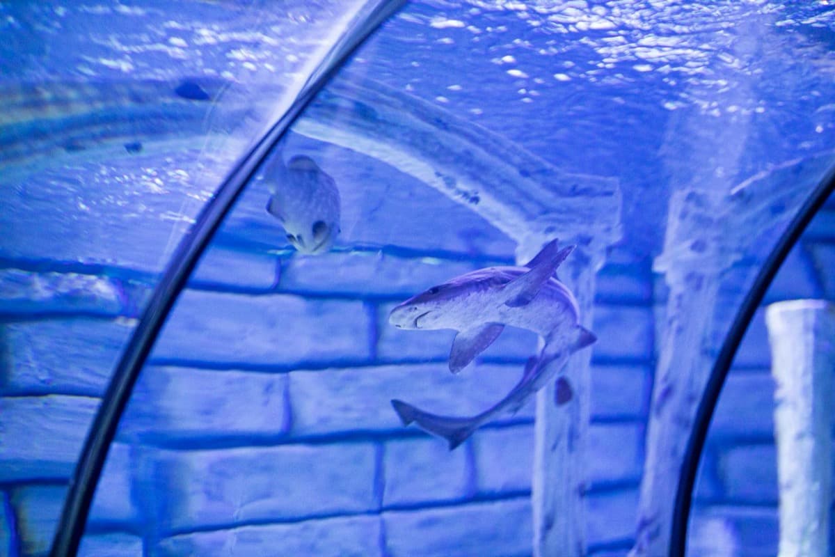 A shark swimming through a curved glass aquarium tunnel (16:9)